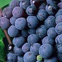 TN_539.jpg