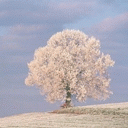 TN_833.jpg
