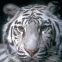 TN_834.jpg