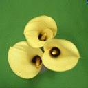 TN_Flower1.jpg