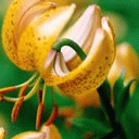TN_Flower10.jpg