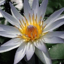 TN_Flower4.jpg