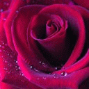 TN_Flower6.jpg